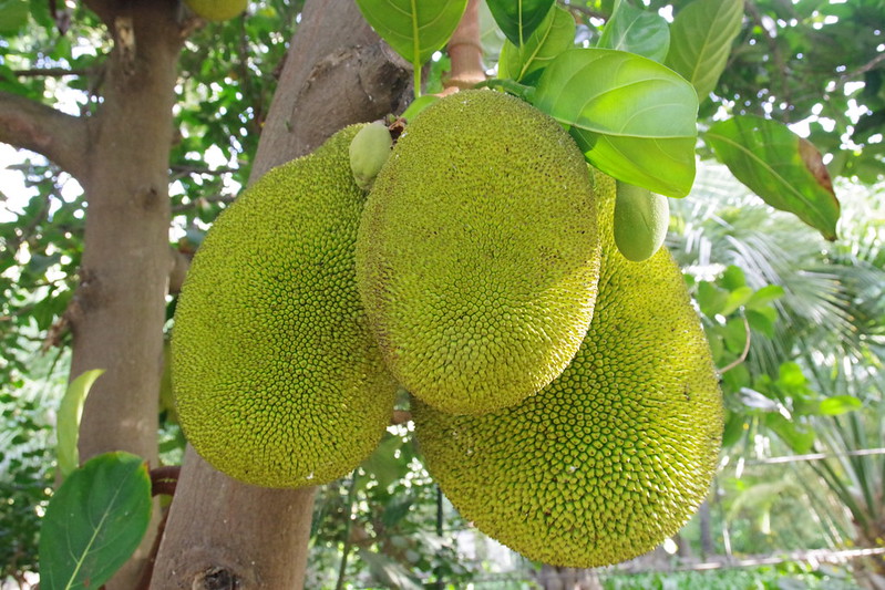 Jackfruit