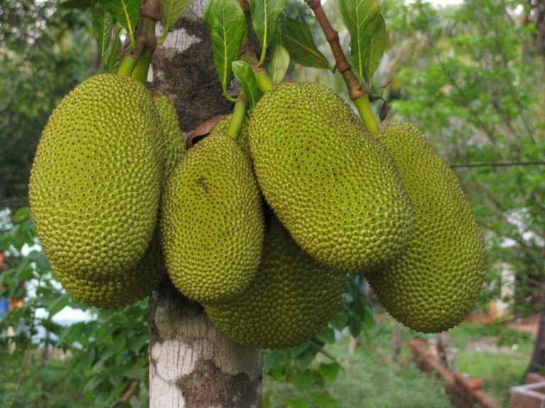 Can People with Diabetes Eat Jackfruit? Here’s What You Need to Know